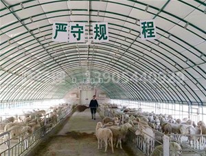 養(yǎng)羊大棚